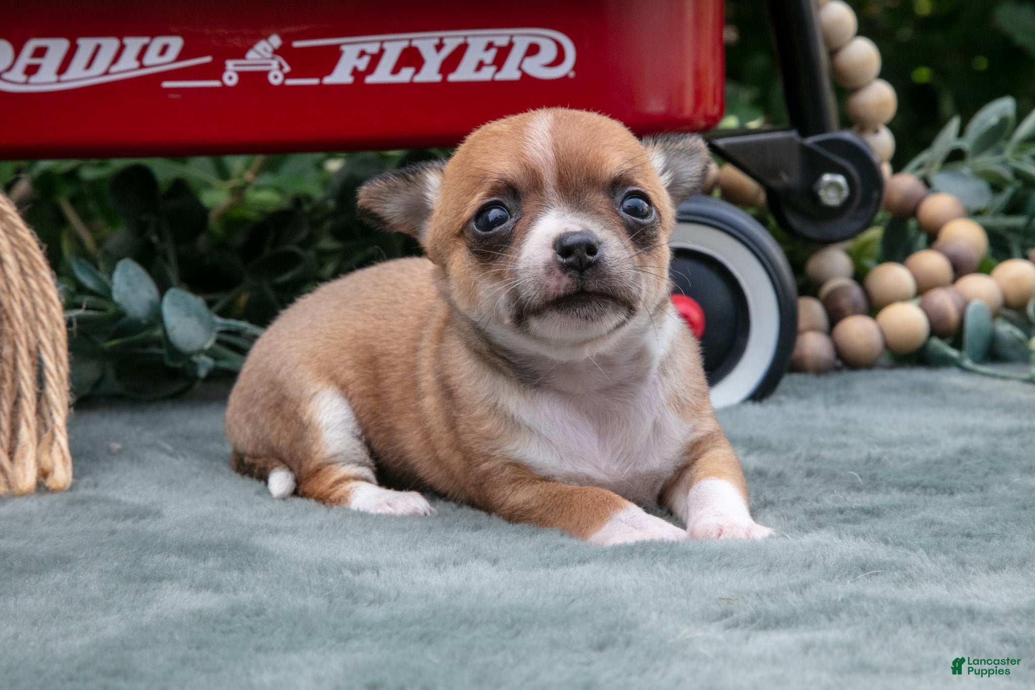 Chihuahua dogs Haley - Ad 2