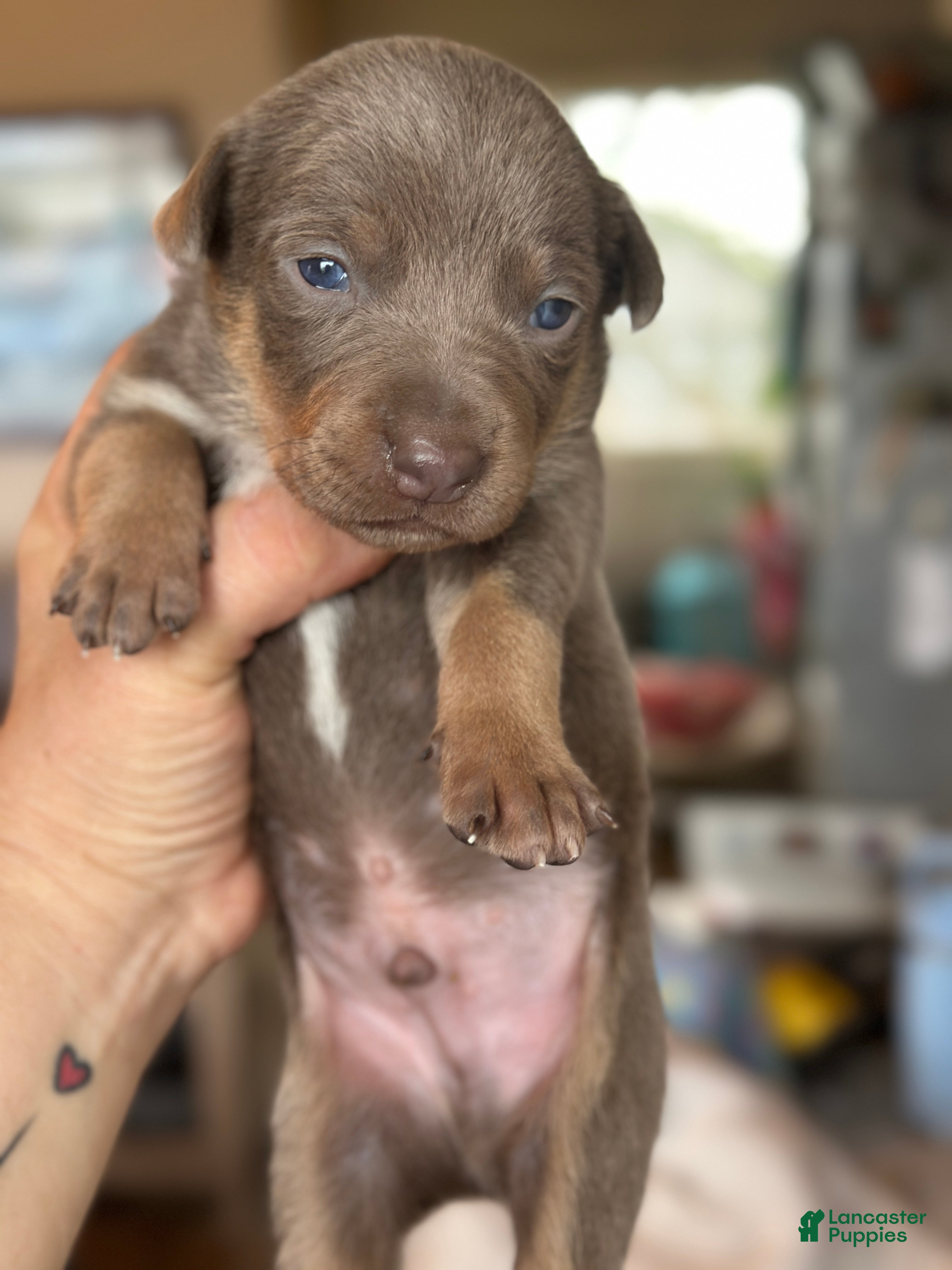 Mixed Breed dogs Kelpie/ 1/4 Border Collie/Mcnab Puppy 8 - Ad 1