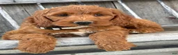 Irish Doodle dogs for sale: Juniper - Ad 4