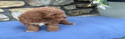 Miniature Poodle dogs for sale: Mabel - Ad 4