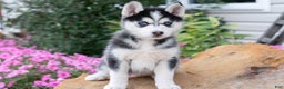 Pomsky dogs for sale: Beauty - Ad 1