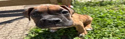 Boxer dogs for sale: Half-Breed - Ad 6