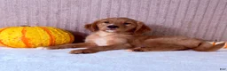 Golden Retriever dogs for sale: Draco - Ad 7