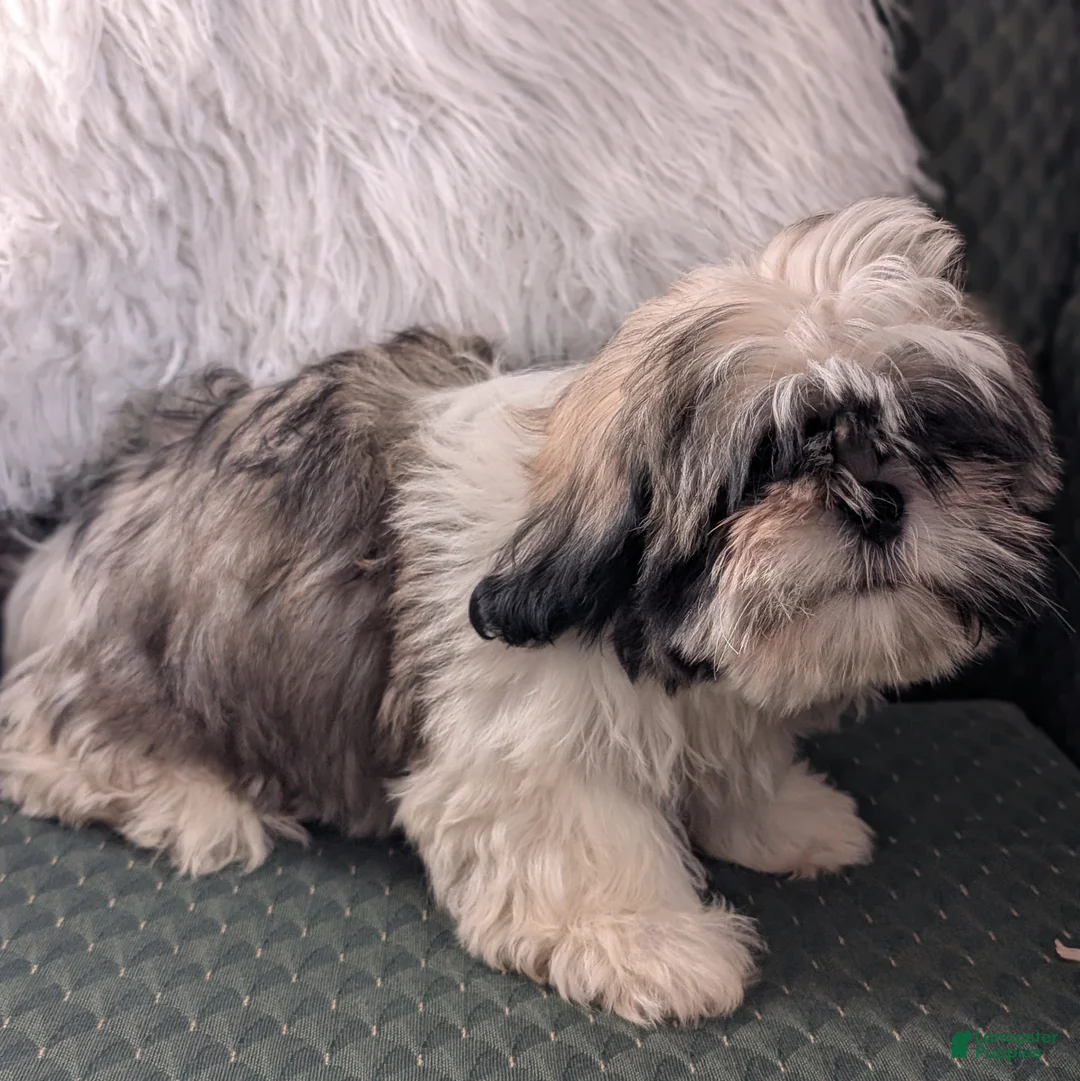 Shih Tzu dogs for sale: Stripes - Ad 8