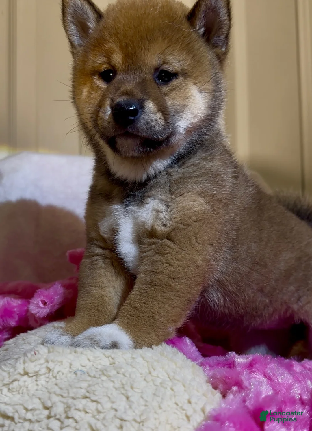 Shiba Inu dogs for sale: Shiba Inu Puppy 2 - Ad 1
