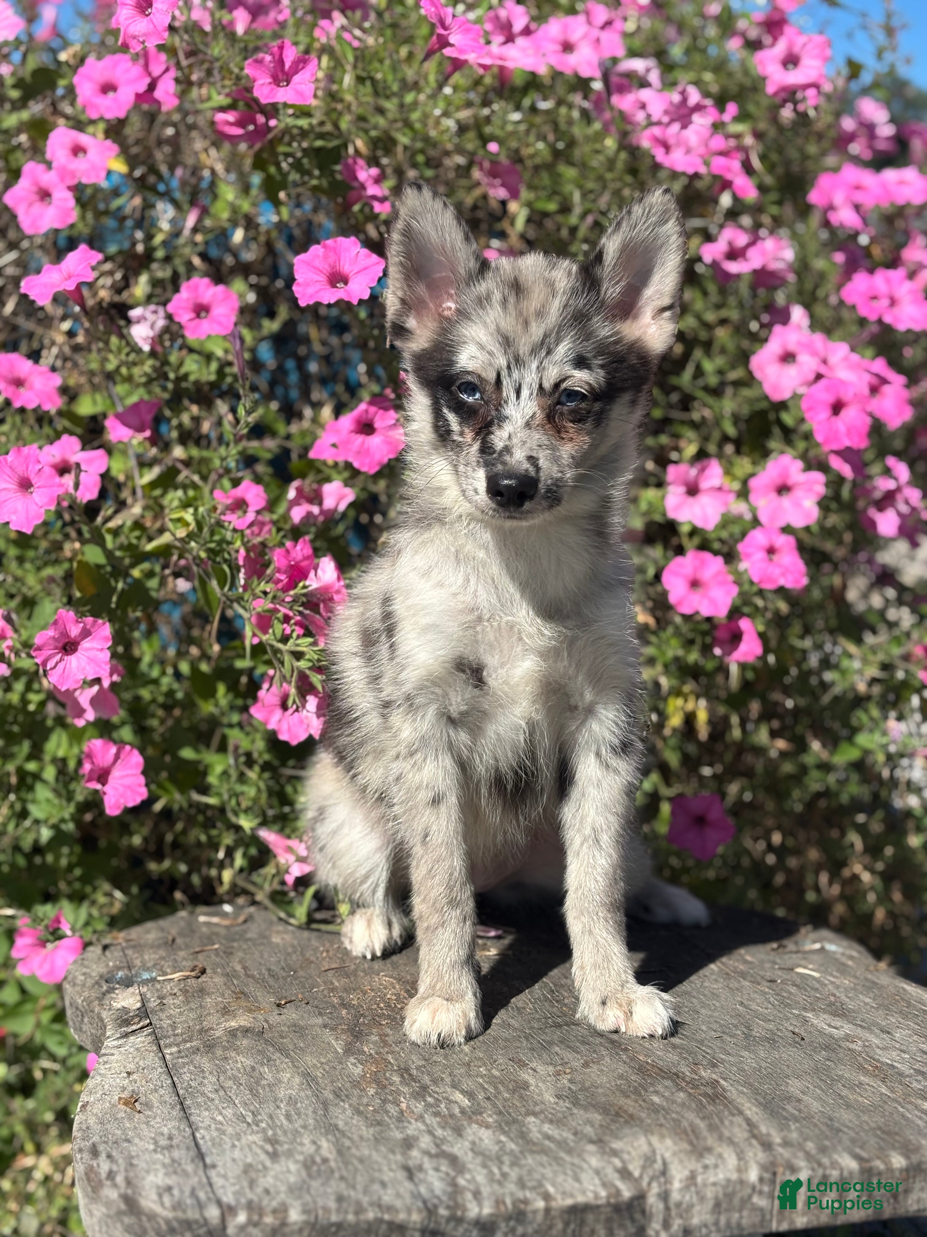 Pomsky dogs Grace - Ad 2