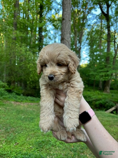 Mixed Breed dogs for sale: Teddy - Ad 1