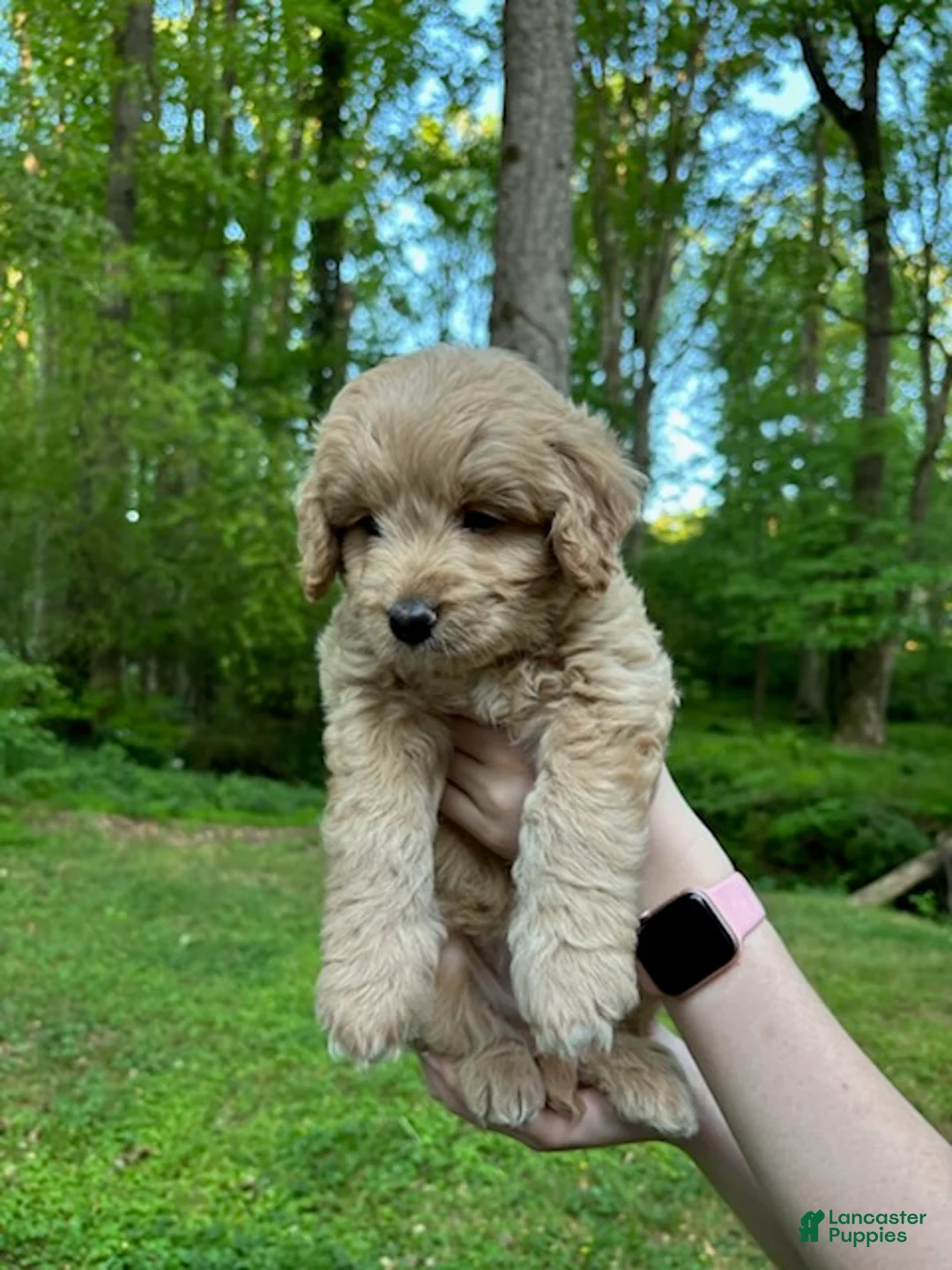 Mixed Breed dogs for sale: Teddy - Ad 1