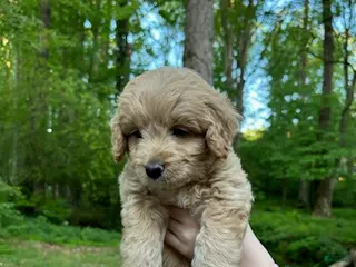 Mixed Breed dogs for sale: Teddy - Ad 1