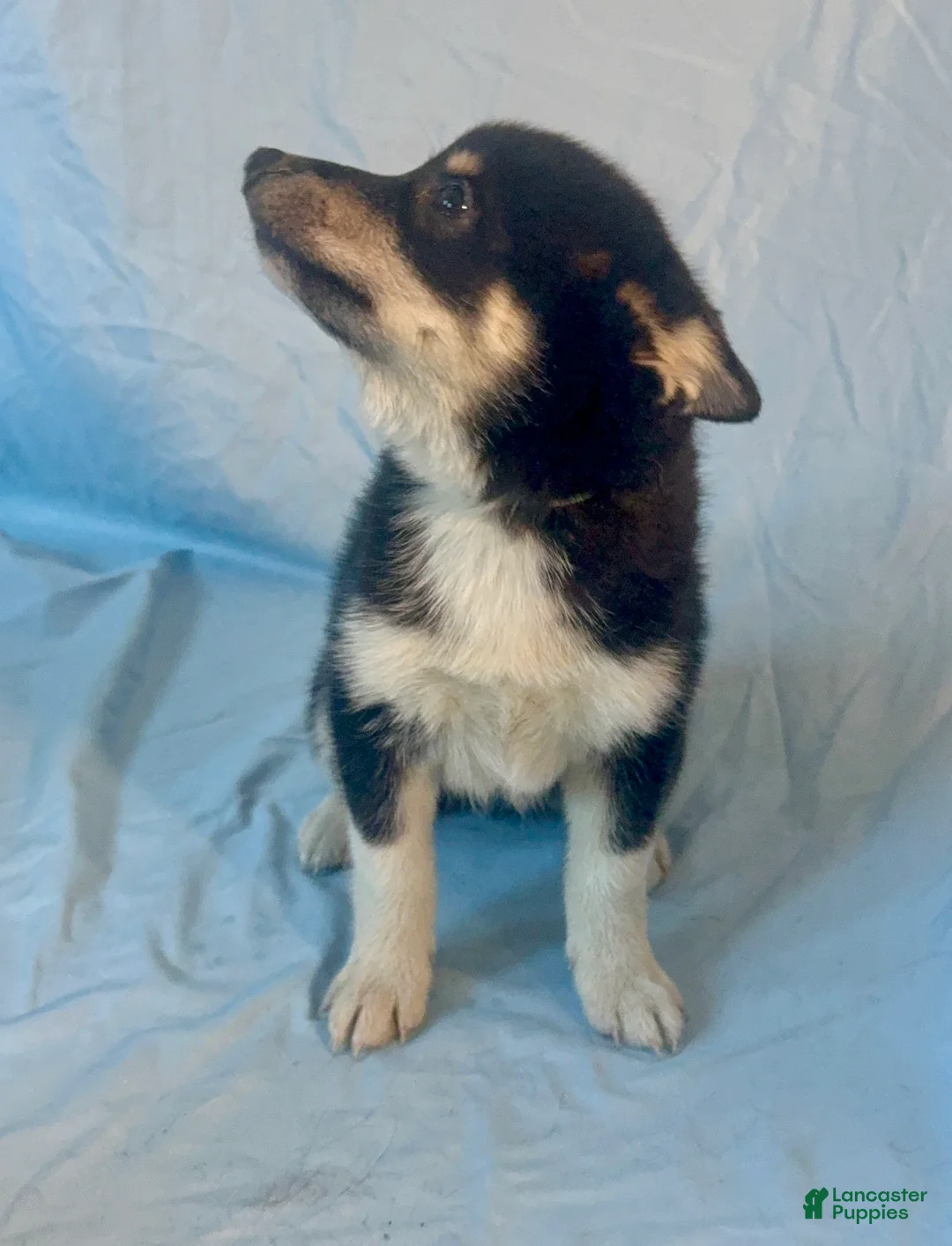 Mixed Breed dogs for sale: Maverick - Ad 2