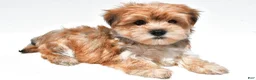 Morkie dogs for sale: Magic - Ad 8