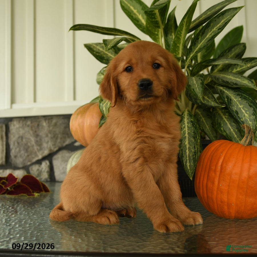 Labrador Retriever dogs Gertrude - Ad 2