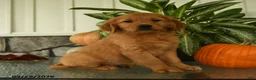 Labrador Retriever dogs for sale: Gertrude - Ad 2
