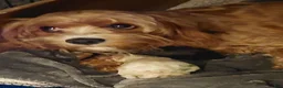 Cavapoo dogs for sale: Cavapoo Puppy 1  George - Ad 2