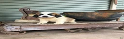 Saint Bernard dogs for sale: Saint Bernard 1 - Ad 3