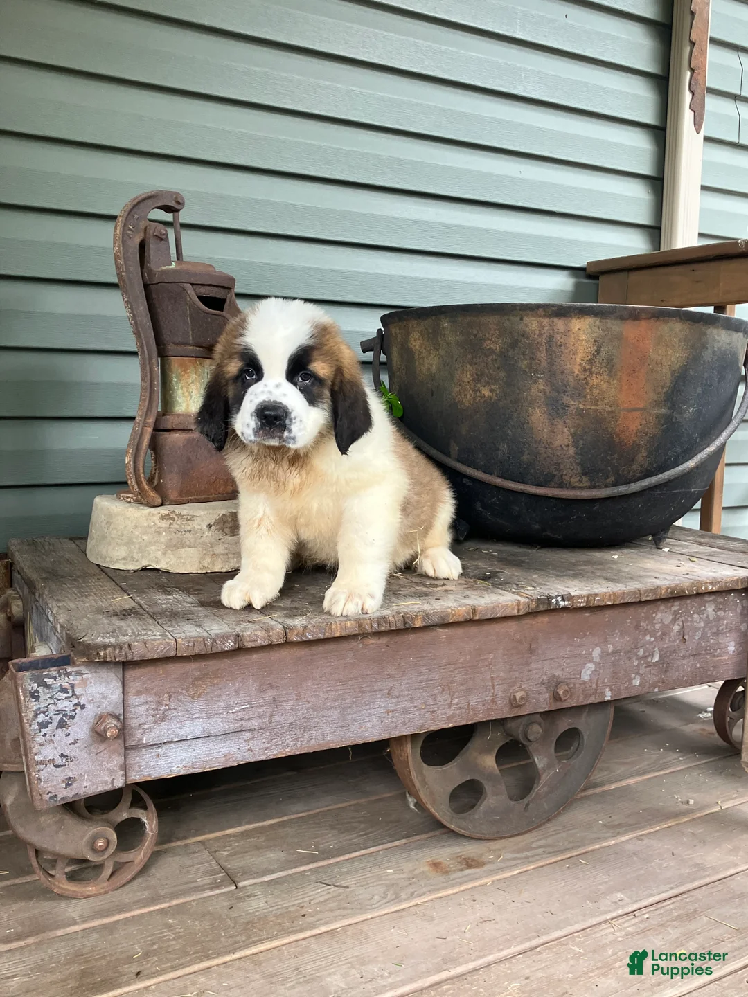 Saint Bernard dogs for sale: Saint Bernard 1 - Ad 3