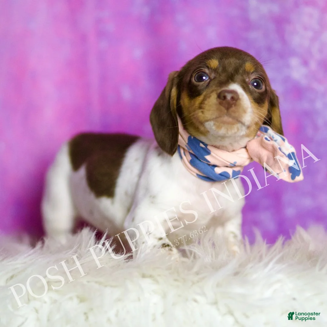 Miniature Dachshund dogs for sale: Sapphire - Ad 2