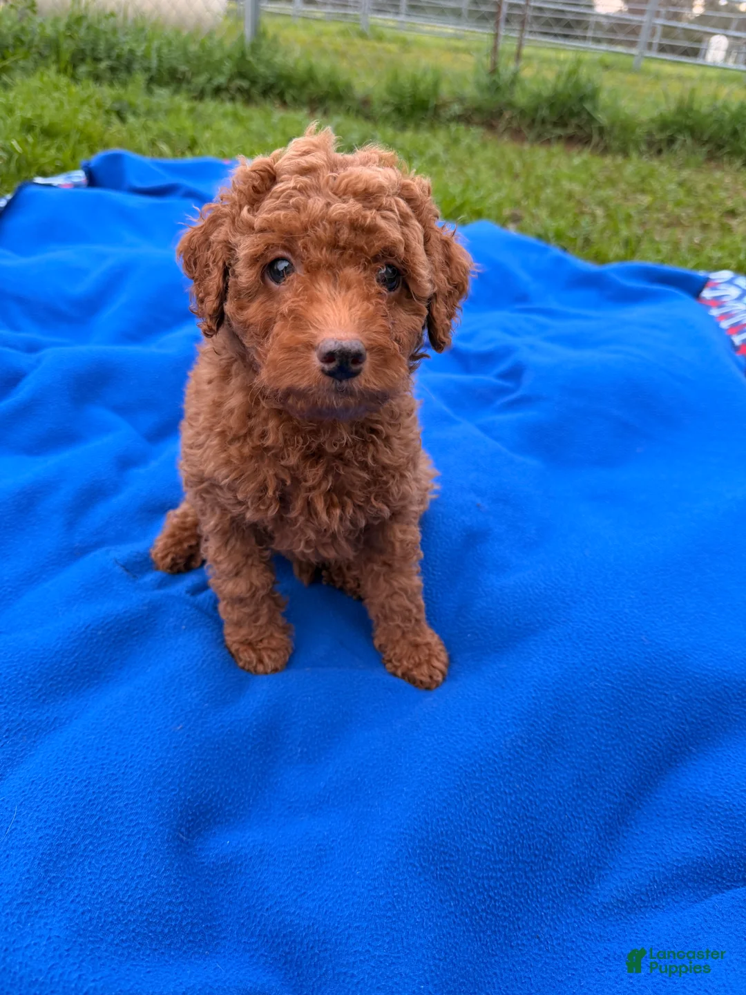 Mini Goldendoodle dogs for sale: Autumn  - Ad 7