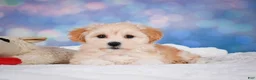 Maltipoo dogs for sale: Maggie - Ad 18