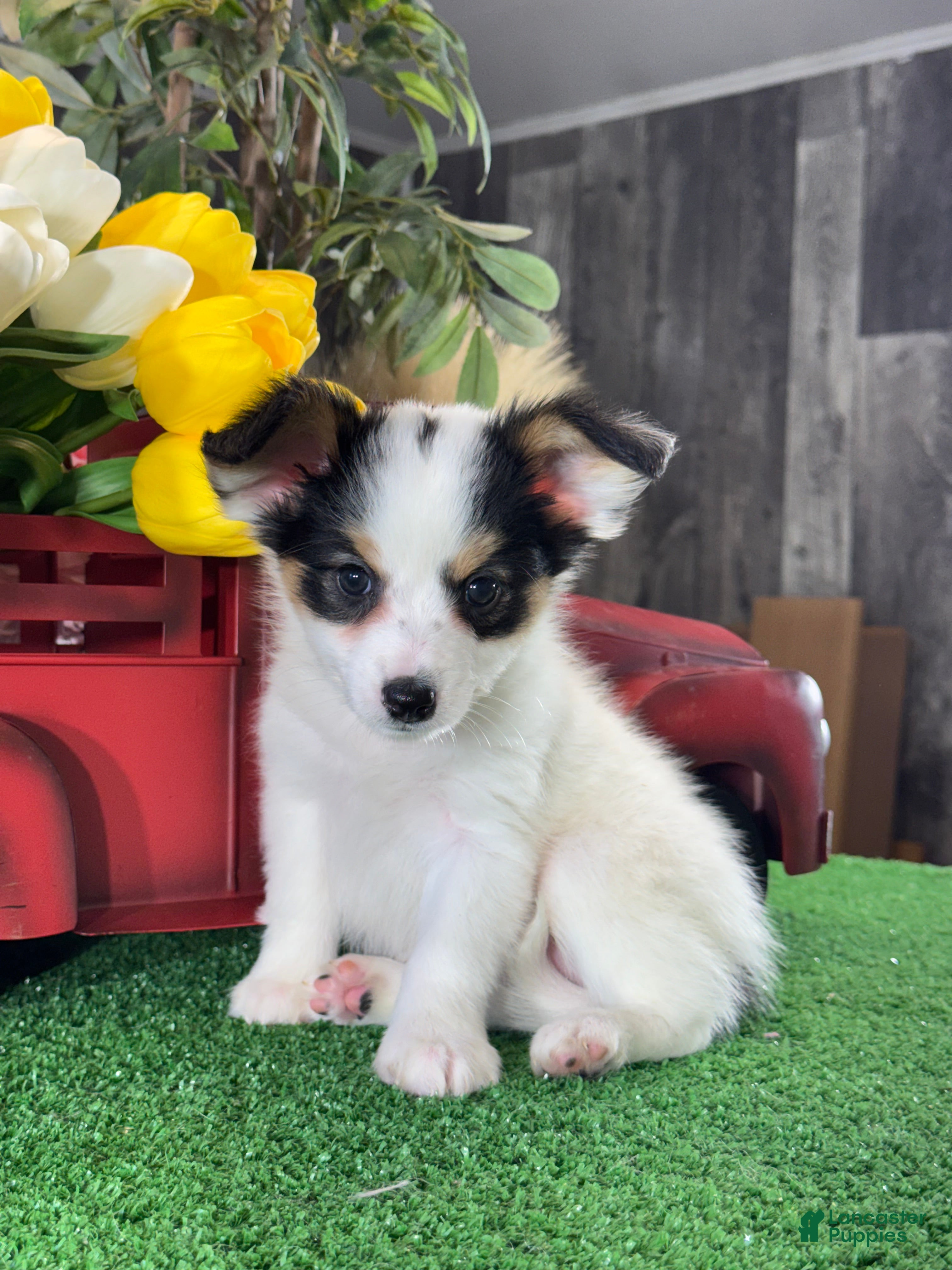 Papillon dogs Rocky 🚂 - Ad 9