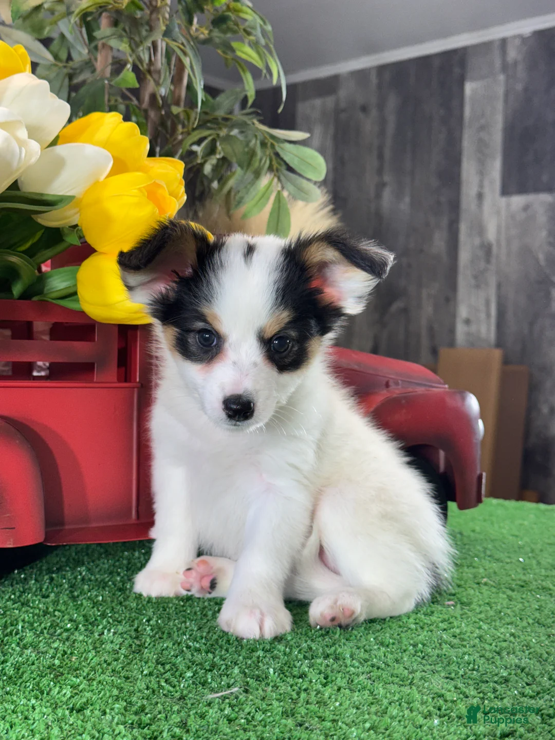 Papillon dogs for sale: Rocky 🚂 - Ad 1