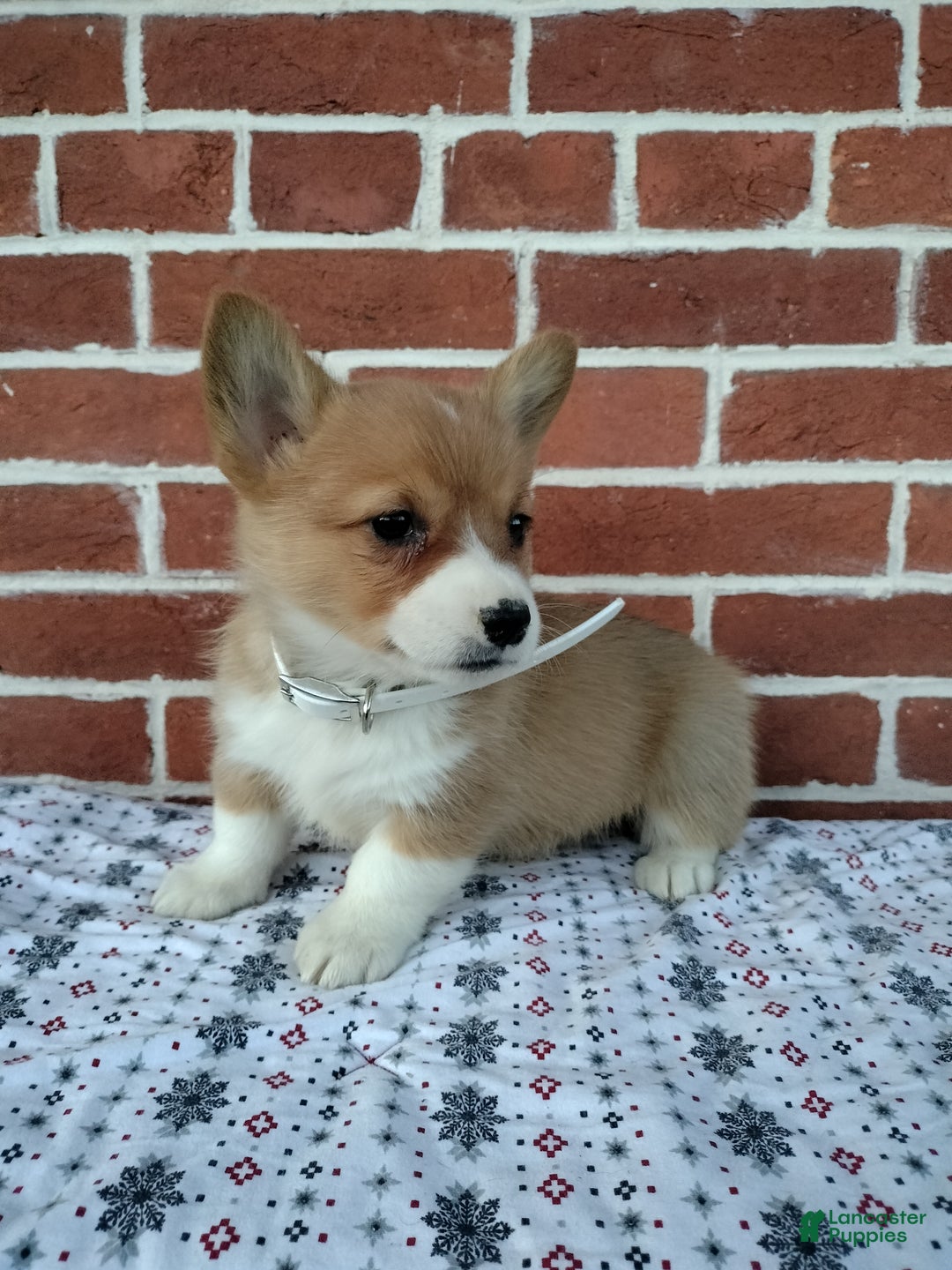 Welsh Corgi Pembroke dogs for sale:  Margo - Ad 4