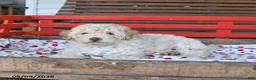 Miniature Poodle dogs for sale: Rocky - Ad 4