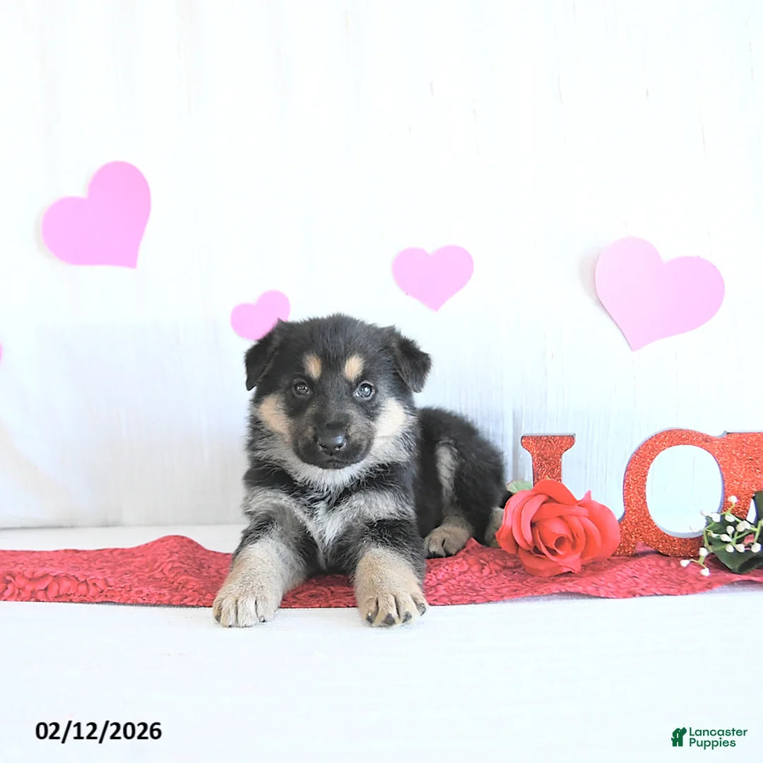 German Shepherd dogs for sale: Starr - Ad 4