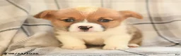 Welsh Corgi Pembroke dogs for sale: Fern - Ad 8