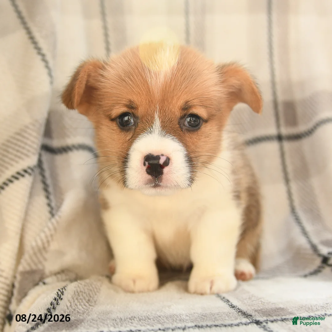 Welsh Corgi Pembroke dogs for sale: Fern - Ad 8