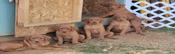 Labrador Retriever dogs for sale: Chubba (aqua collar) - Ad 7