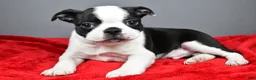 Boston Terrier dogs for sale: Carson - Ad 8