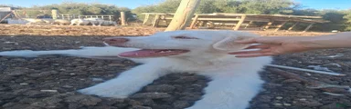 Great Pyrenees 2