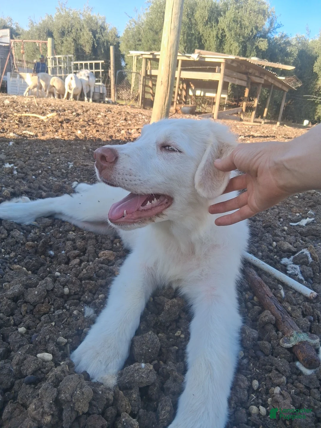Great Pyrenees dogs for sale: Great Pyrenees 2 - Ad 1