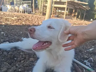 Great Pyrenees dogs Great Pyrenees 2 - Ad 14