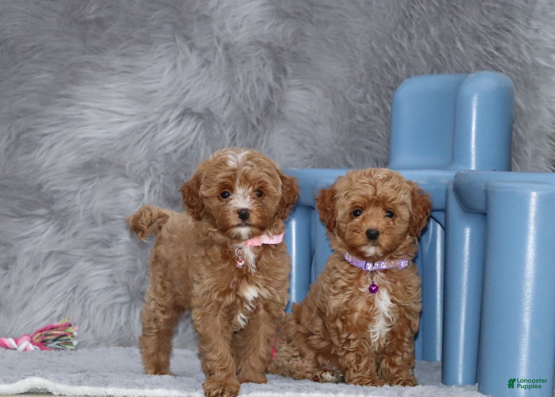 Havapoo dogs for sale: Eva 👨‍👨‍👧‍👦💞🐕 - Ad 1