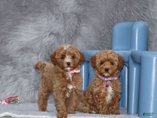 Havapoo dogs Eva 👨👨👧👦💞🐕 - Ad 27