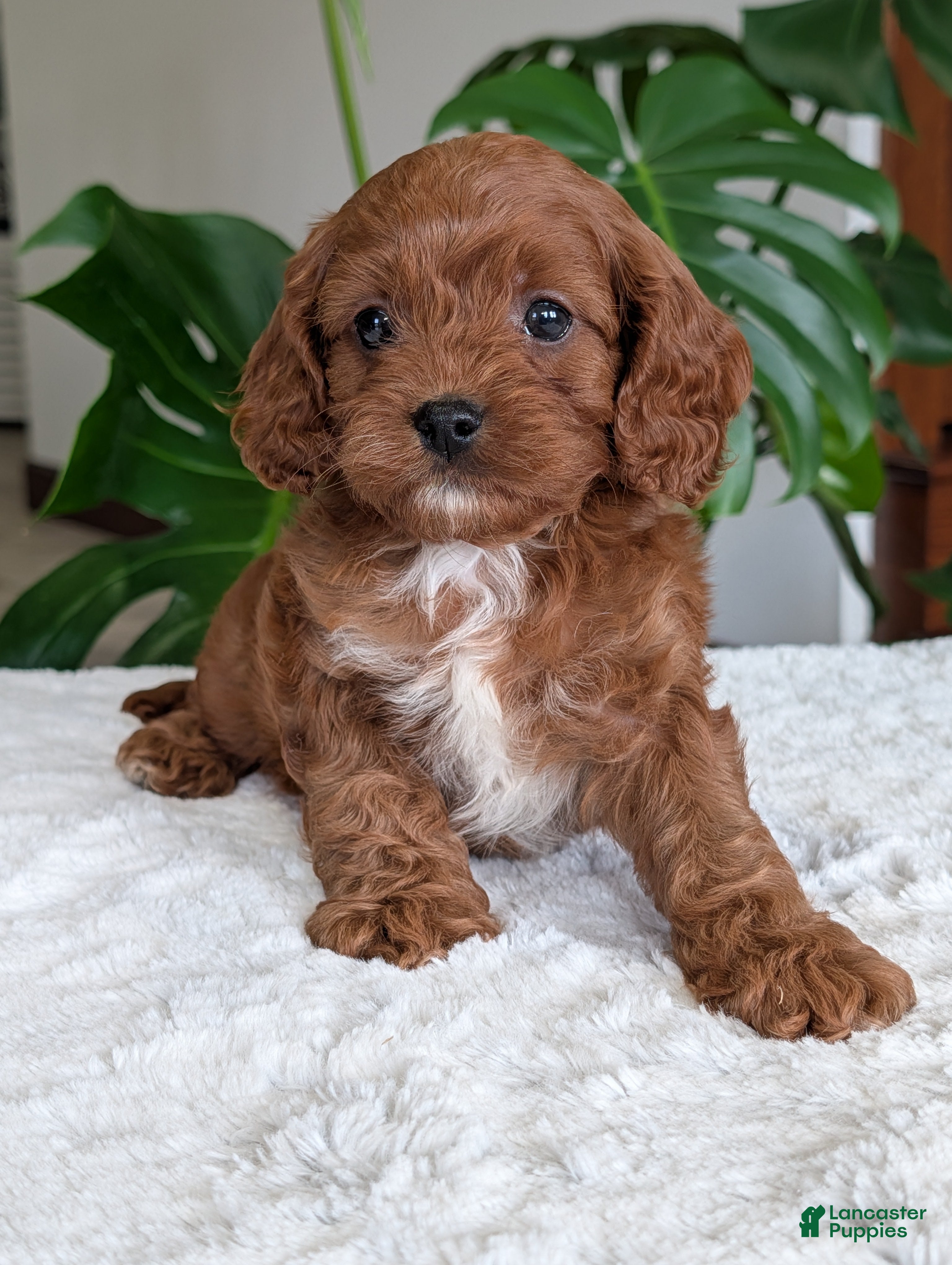 Cavapoo dogs Kody - Ad 2