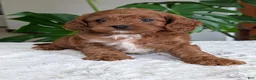 Cavapoo dogs for sale: Kody - Ad 2