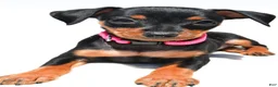 Miniature Pinscher dogs for sale: Bailey - Ad 5