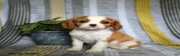 Cavalier King Charles Spaniel dogs for sale: Judy - Ad 1
