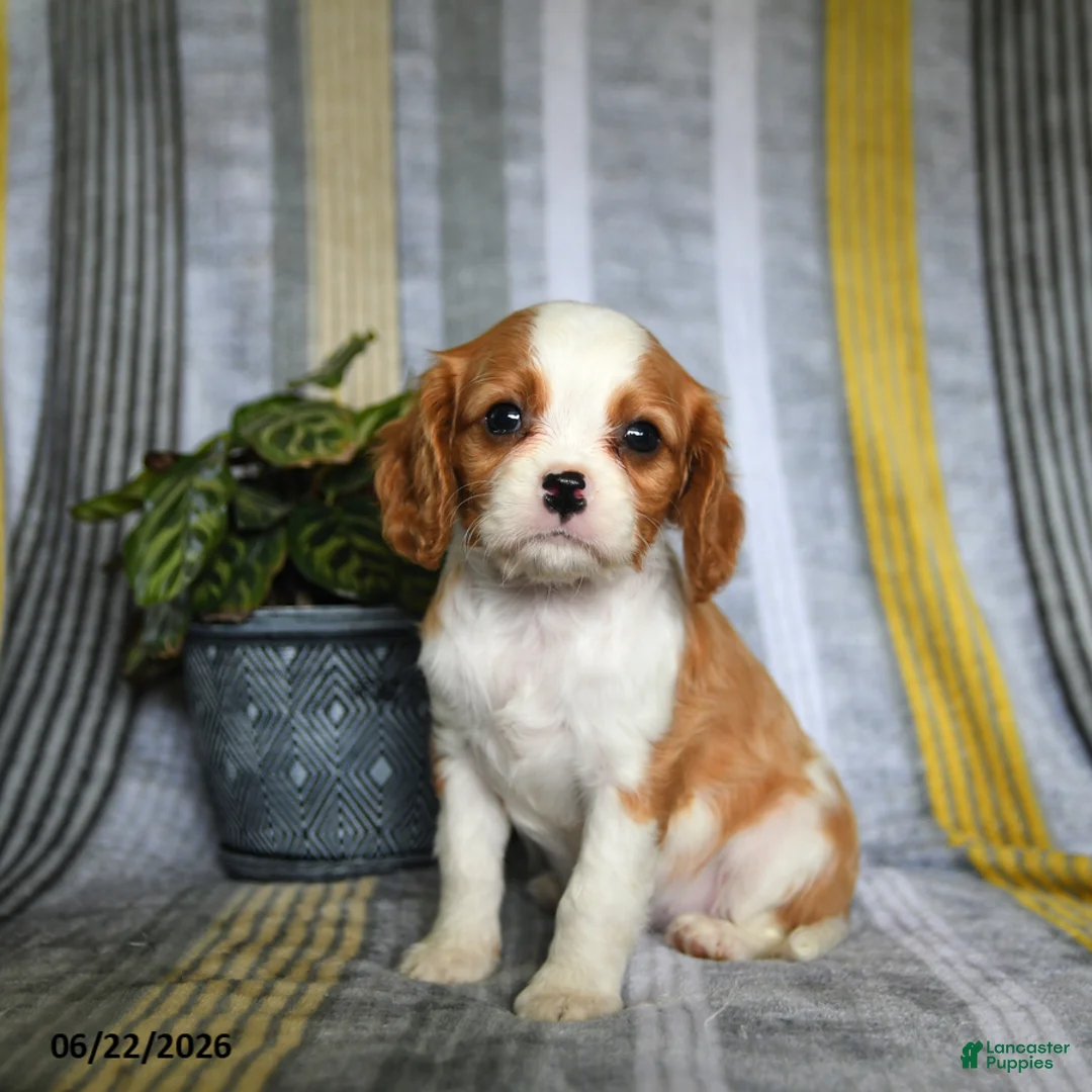 Cavalier King Charles Spaniel dogs for sale: Judy - Ad 1