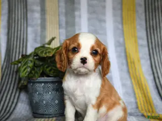 Cavalier King Charles Spaniel dogs Judy - Ad 12