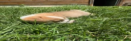 Welsh Corgi Pembroke dogs for sale: Welsh Corgi Pembroke 5 - Ad 3