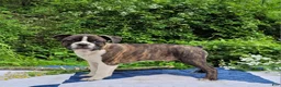 Frenchton dogs for sale: Pepsi - Ad 2