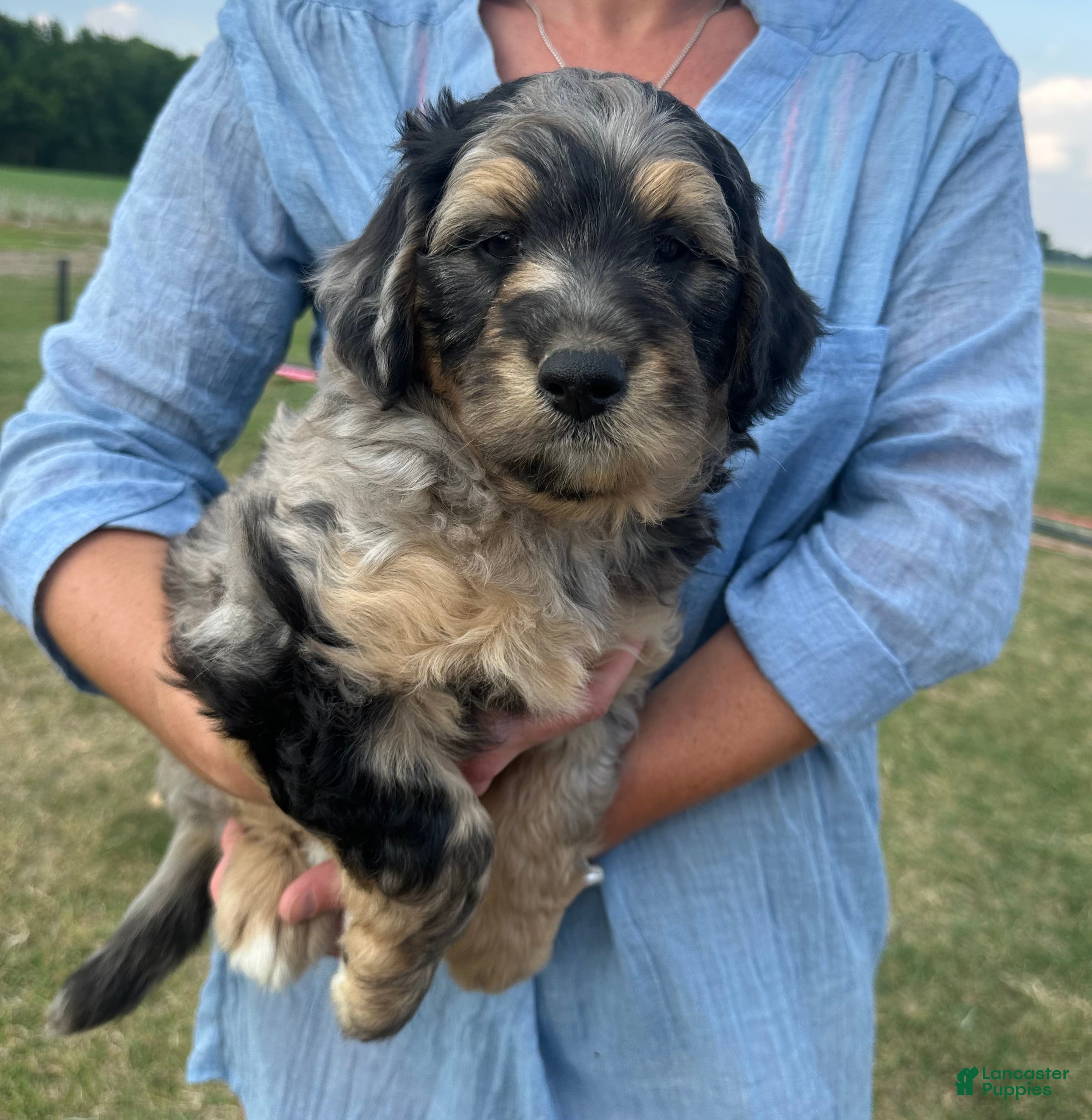 Aussiedoodle dogs Aussiedoodle Puppy 1 - Ad 35