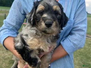 Aussiedoodle dogs Aussiedoodle Puppy 1 - Ad 35