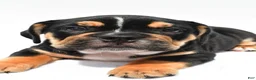 Beabull dogs for sale: Jenny - Ad 9