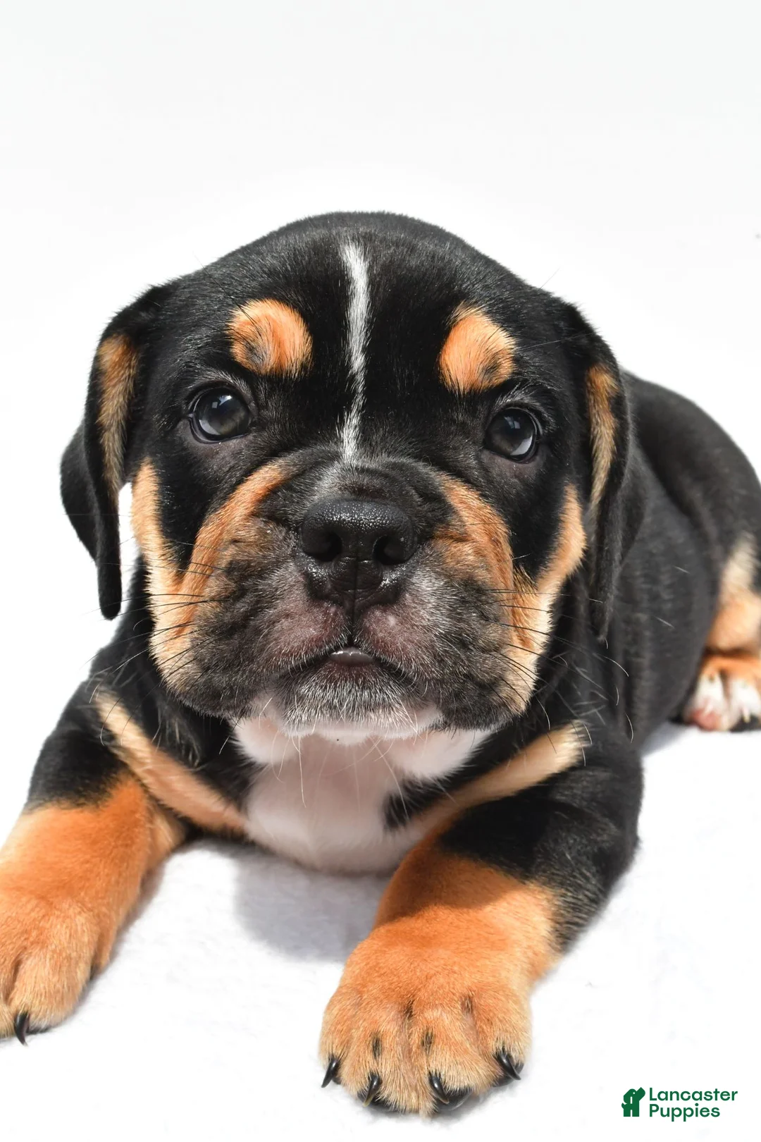 Beabull dogs for sale: Jenny - Ad 9