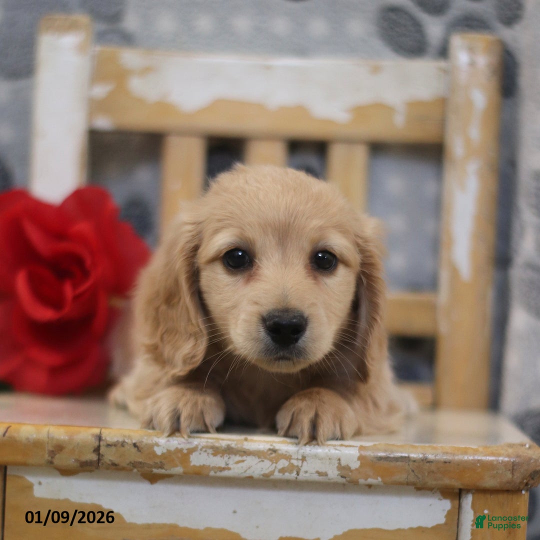 Miniature Dachshund dogs for sale: Preston - Ad 4